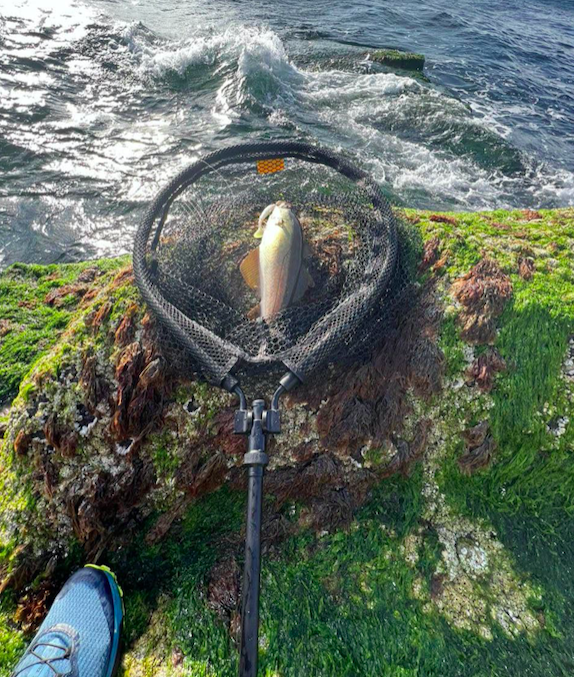 best mono fishing line 2018 Best Monofilament Fishing Lines for 2026